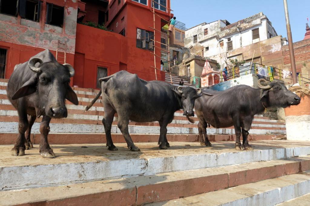 شاهد بالصور مدى احترام الأبقار في الهند | زووم الإمارات