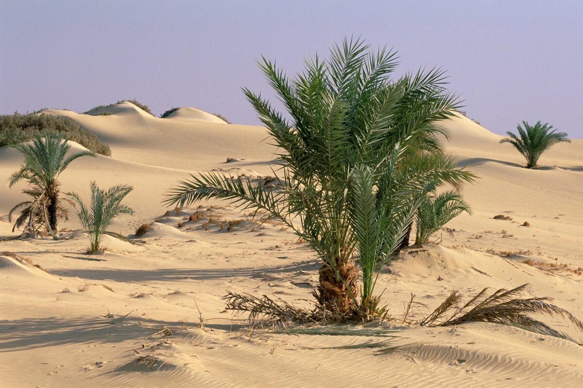 النباتات الصحراوية في الإمارات