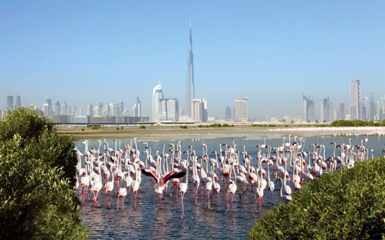 معلومات عن المحميات الطبيعية في الامارات