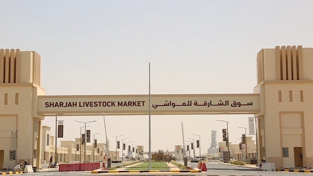 سوق الشارقة للمواشي في الصجعة