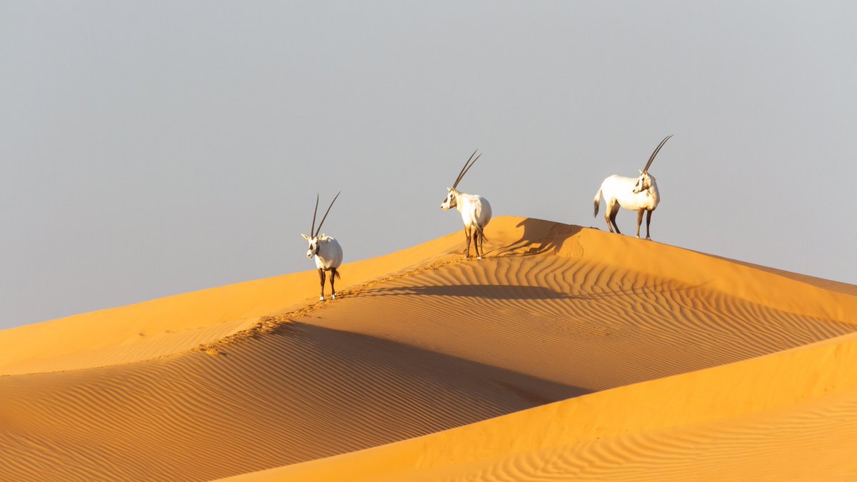 معلومات عن محمية دبي الصحراوية