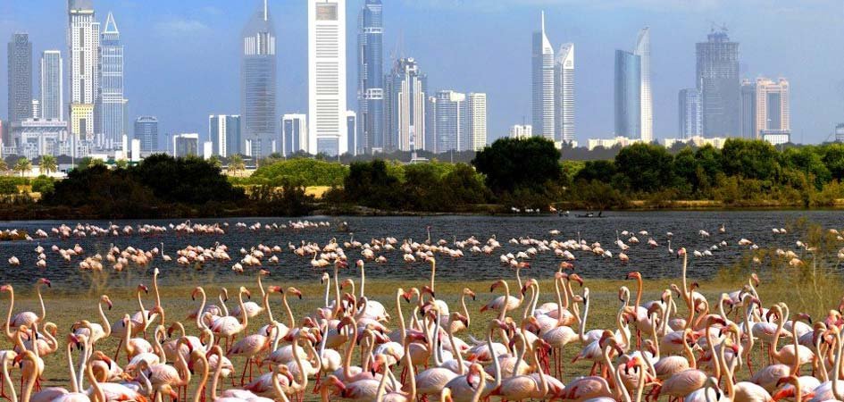 معلومات عن راس الخور
