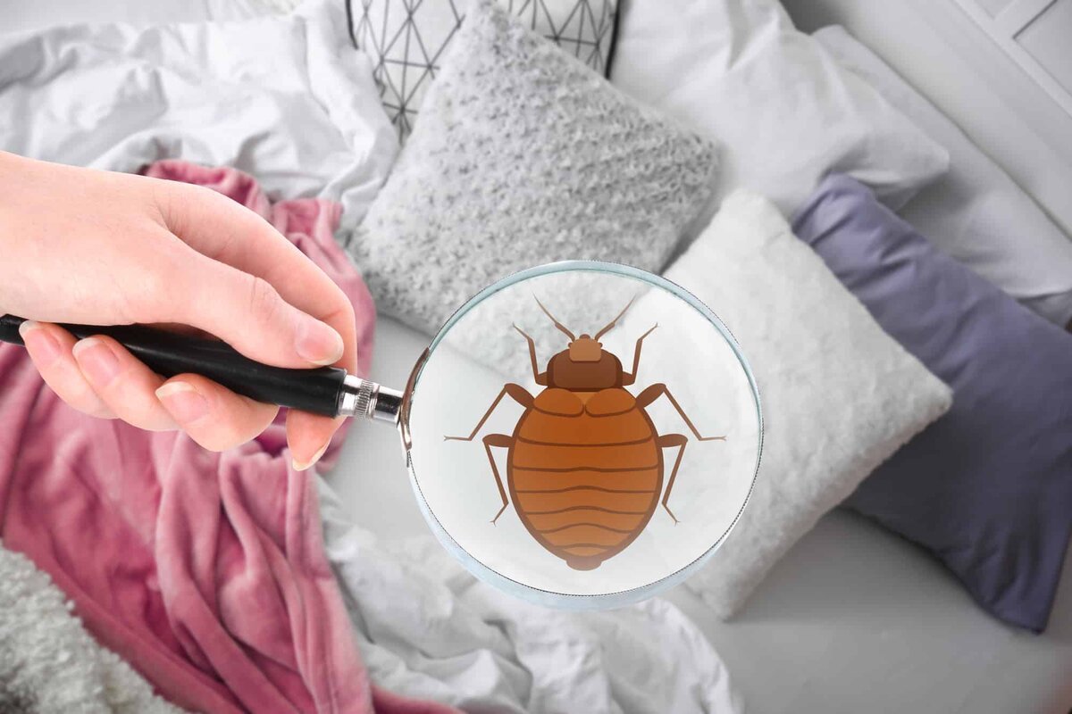 طرق طبيعية للتخلص من البق نهائياً في المنزل