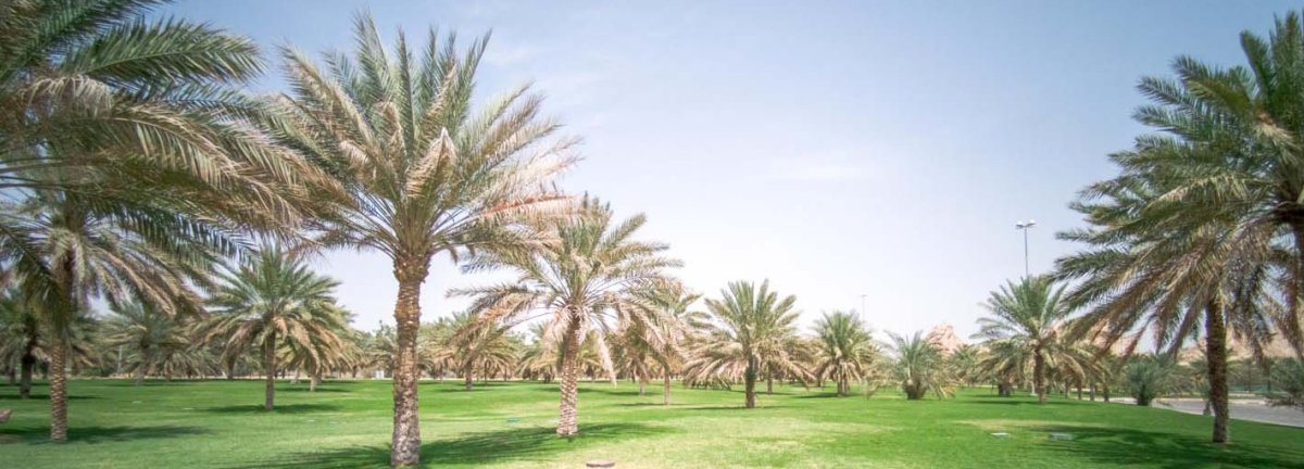 معلومات عن السروج