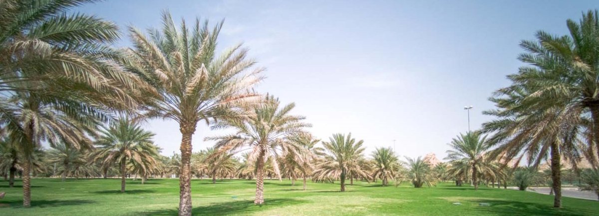 معلومات عن الظاهرة العين
