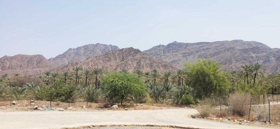 معلومات عن ضدنا الفجيرة