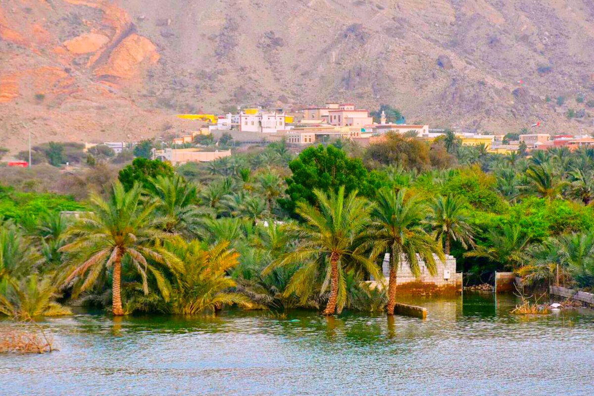 معلومات عن غليلة راس الخيمة