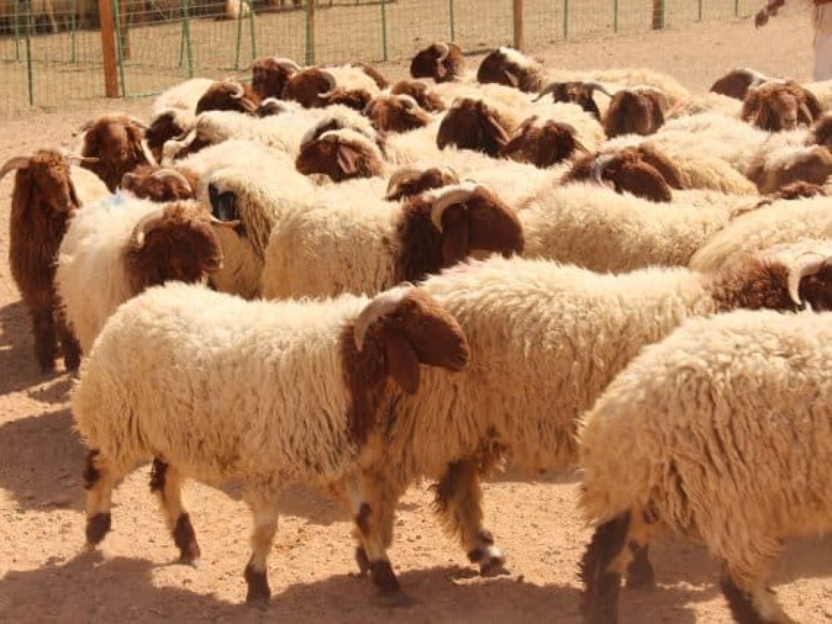 أضاحي العيد في الإمارات الشروط والمسالخ المرخصة