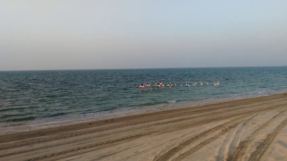 كل ما عليك معرفته عن شاطئ حميم في أبوظبي