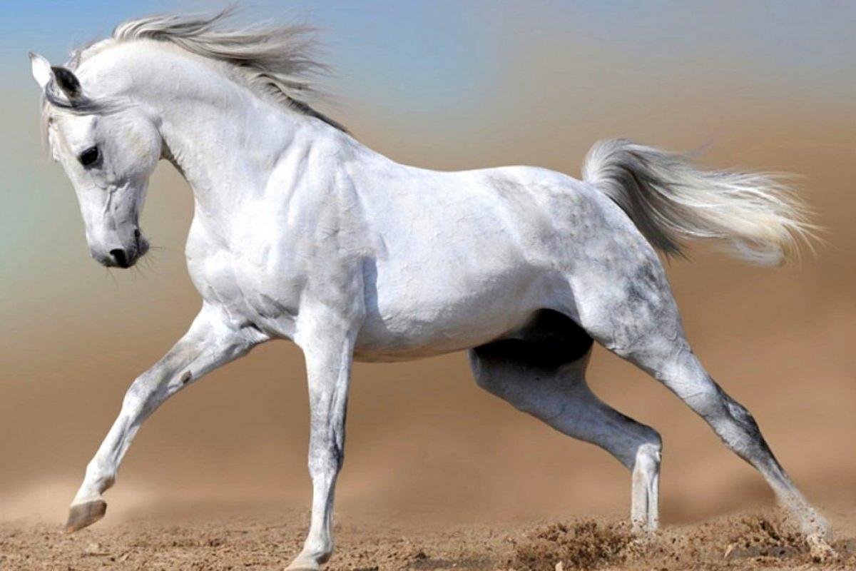 تفسير رؤية الحصان في المنام للعزباء والمتزوجة والحامل والرجل