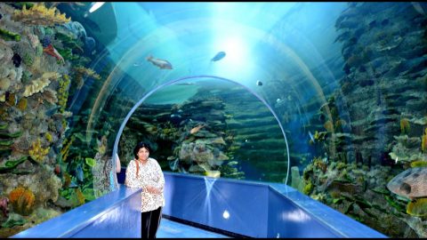 معلومات عن اماكن الترفيه في أكواريوم الشارقة