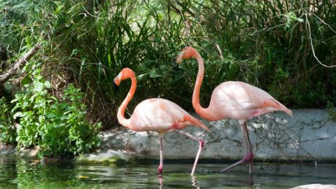 نبذة عن منتزه القرم الوطني