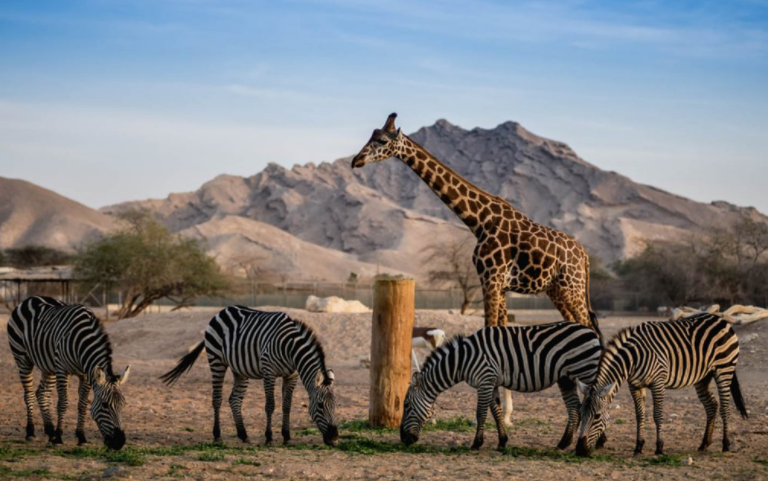 أماكن ترفيهية في العين للاطفال أماكن ترفيهية في العين للاطفال