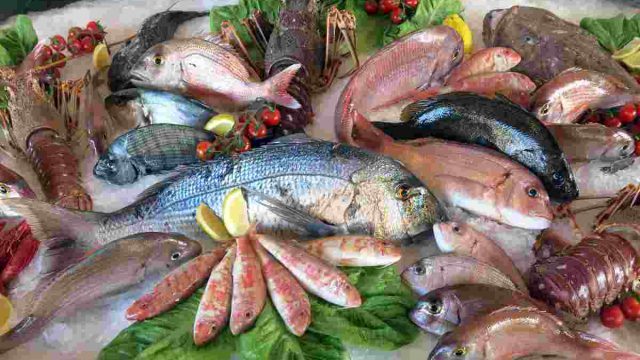 أهم انواع السمك في الامارات