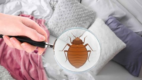 طرق طبيعية للتخلص من البق نهائياً في المنزل