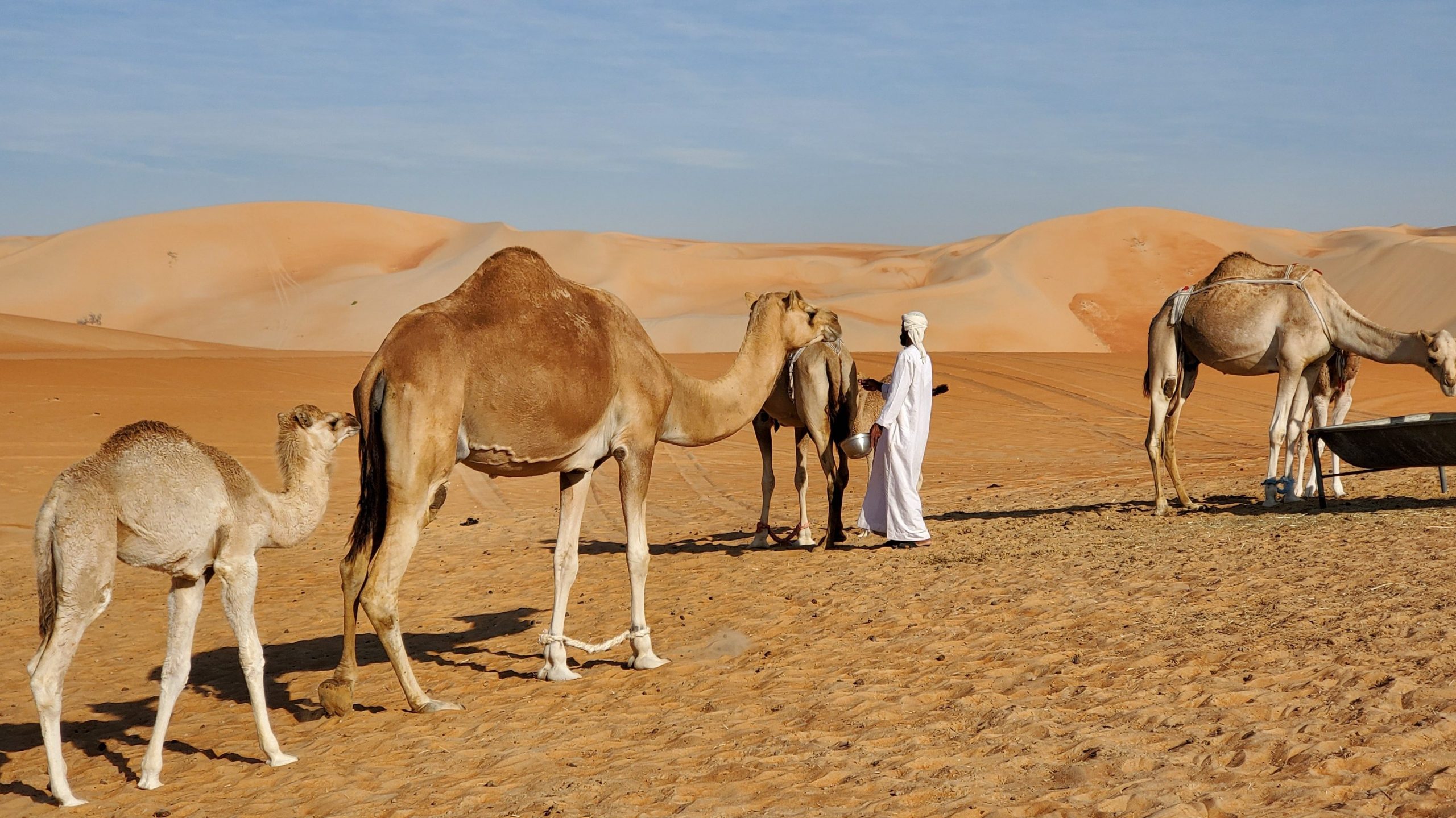 نبذة عن واحة ليوا الامارات - زووم الامارات - السياحة في الامارات