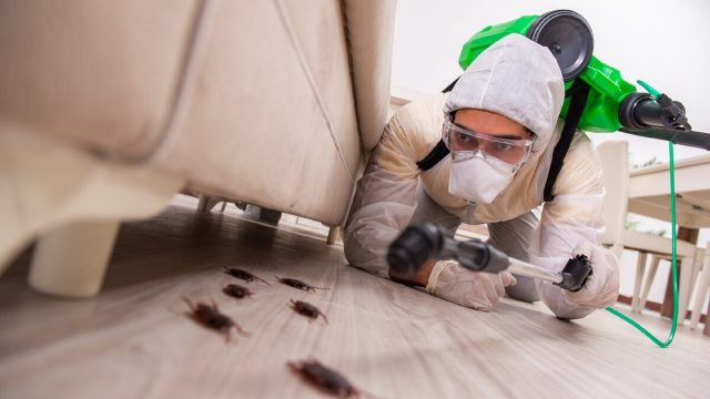 دليل شركات مكافحة الحشرات في الفجيرة 2024